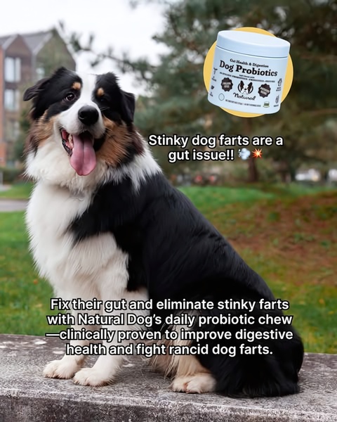 A 4:5 vertical ad featuring a happy dog with a product overlay that highlights a specific, relatable health solution.